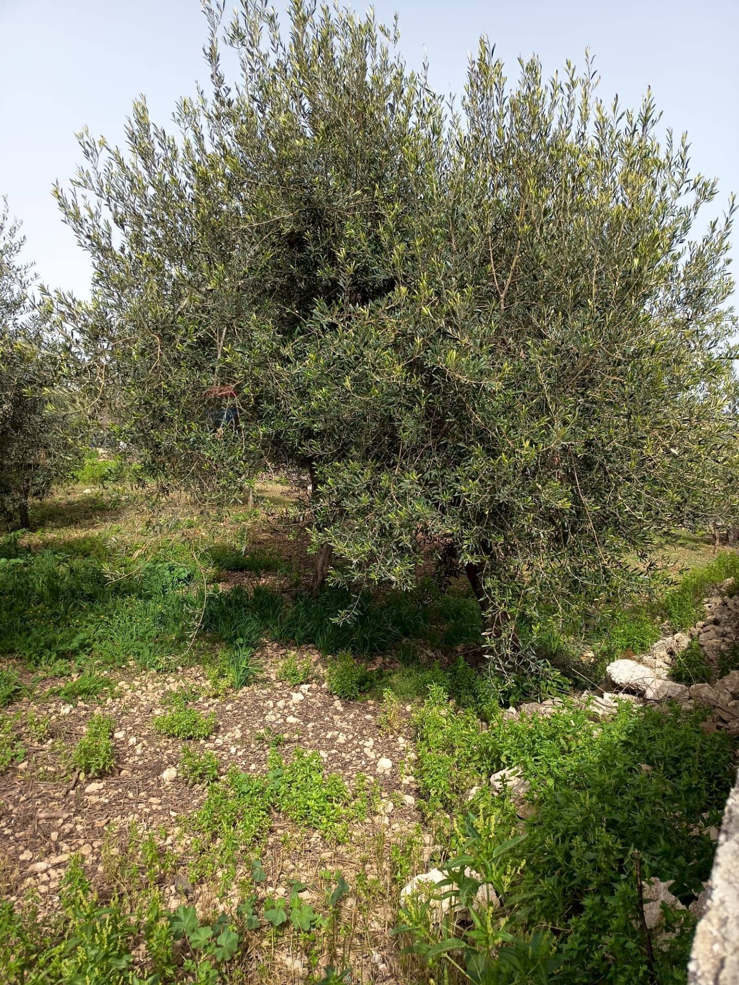 Giardino - Terreno edificabile VIA DEI CRISTALLI, Siracusa - foto 3