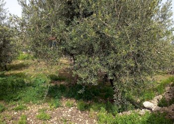 Giardino - Terreno edificabile VIA DEI CRISTALLI, Siracusa - foto 3