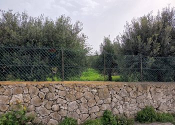 Giardino - Terreno edificabile VIA DEI CRISTALLI, Siracusa - foto 11
