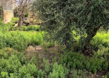 Giardino - Terreno edificabile VIA DEI CRISTALLI, Siracusa - foto 12