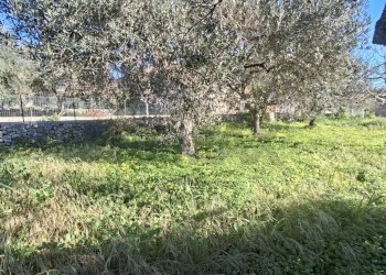 Giardino - Villa Via Modica Ispica
 
139, Modica - foto 9