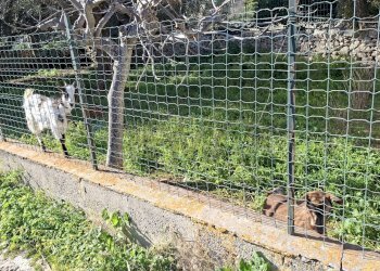 Giardino - Villa Via Modica Ispica
 
139, Modica - foto 22