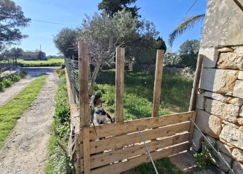 Giardino - Villa Via Modica Ispica
 
139, Modica - foto 23