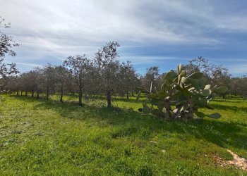 Foto 18 - Villa Via delle Tessitrici
 
3, Sannicola - foto 18