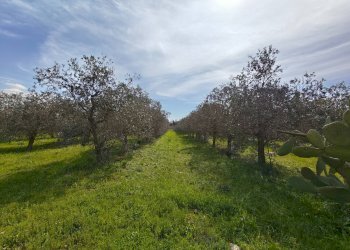 Foto 20 - Villa Via delle Tessitrici
 
3, Sannicola - foto 20