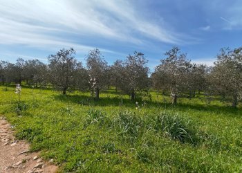 Foto 26 - Villa Via delle Tessitrici
 
3, Sannicola - foto 26