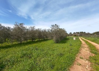 Foto 29 - Villa Via delle Tessitrici
 
3, Sannicola - foto 29