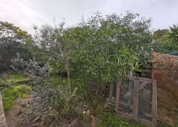 Foto 6 - Villa Contrada Abbondanza, Ceglie Messapica - foto 6