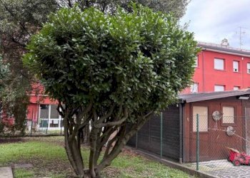 Giardino - Villa via Montefiorino, San Giovanni in Persiceto - foto 44