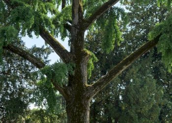 Foto 6 - Villa Sabbioneta - photo 6