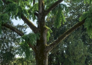 Foto 13 - Villa Sabbioneta - photo 13