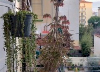 IMG_20260220_174031303_HDR.jpg - Quadrilocale Piazza Bernardo Tanucci, Firenze (zona Santa Maria Novella) - foto 2