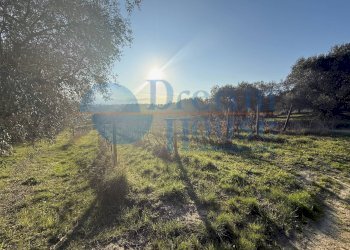 Foto 2 - Terreno agricolo via piercecchi, Giulianova - foto 2