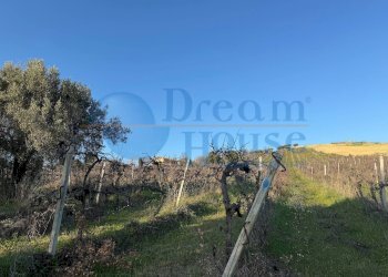 Foto 4 - Terreno agricolo via piercecchi, Giulianova - foto 4