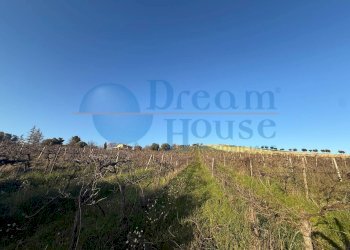 Foto 6 - Terreno agricolo via piercecchi, Giulianova - foto 6