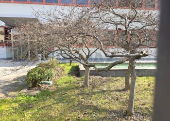 Giardino - Ufficio Milano - foto 15