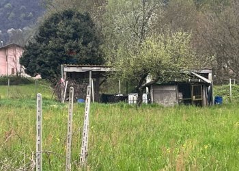 Giardino - Agricultural land Luino - photo 2