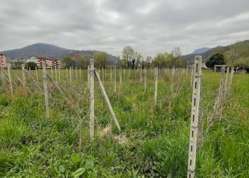 Giardino - Agricultural land Luino - photo 6