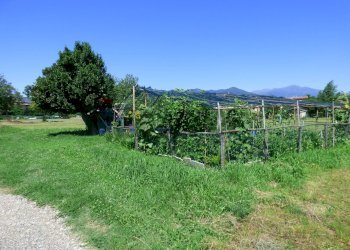Giardino - Agricultural land Luino - photo 12