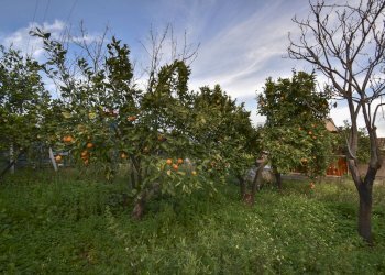Giardino - Casa indipendente Via Nunziata Piedimonte
 
267, Mascali - foto 29