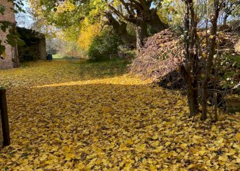 Giardino - Rustico Polverigi - foto 9