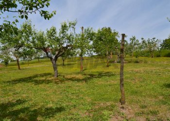 Giardino - Casa indipendente San Marco dei Cavoti - foto 36