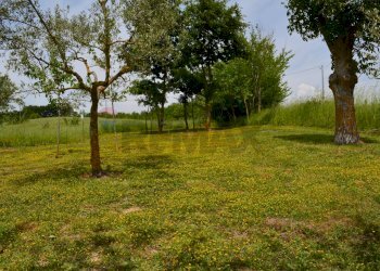 Giardino - Casa indipendente San Marco dei Cavoti - foto 37