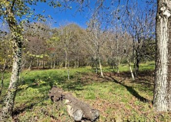 Giardino - Casa indipendente via caldoie
 
18, Cavaso del Tomba - foto 32