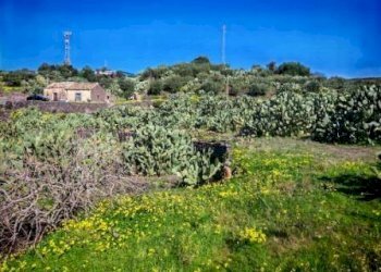 Foto 3 - Terreno agricolo Santa Maria di Licodia - foto 3