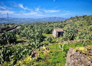Foto 5 - Terreno agricolo Santa Maria di Licodia - foto 5