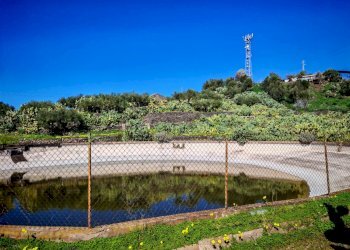 Foto 8 - Terreno agricolo Santa Maria di Licodia - foto 8