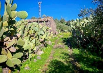 Foto 10 - Terreno agricolo Santa Maria di Licodia - foto 10