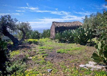 Foto 11 - Terreno agricolo Santa Maria di Licodia - foto 11