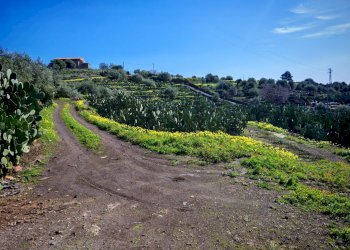 Foto 13 - Terreno agricolo Santa Maria di Licodia - foto 13