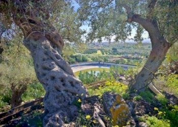 Foto 14 - Terreno agricolo Santa Maria di Licodia - foto 14