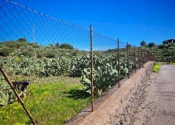 Foto 15 - Terreno agricolo Santa Maria di Licodia - foto 15