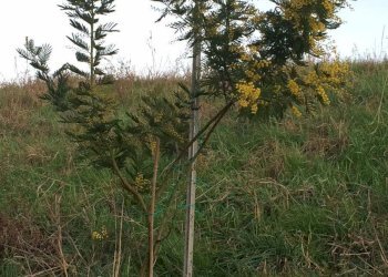 Foto 38 - Appartamento Via lame
 
372, Castel Maggiore - foto 38