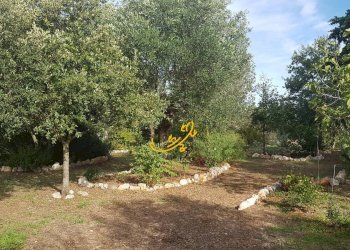 Foto 6 - Villa Contrada Pagliericci, Monopoli - foto 6