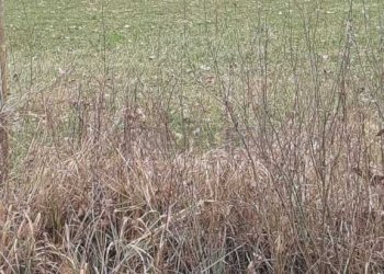 WhatsApp Image 2026-03-02 at 15.37.18 (2).jpeg - Agricultural land Arcugnano - photo 14