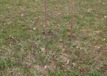 WhatsApp Image 2026-03-02 at 15.37.18 (1).jpeg - Agricultural land Arcugnano - photo 15