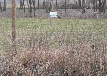 WhatsApp Image 2026-03-02 at 15.37.18.jpeg - Agricultural land Arcugnano - photo 16