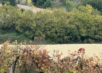 11 copiaDILEOIMMOBILIAREVENDECASOLAREDARISTRUTTURA - Casale Ripatransone - foto 11