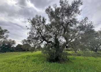 WhatsApp Image 2025-07-02 at 10.43.45 AM-2.jpeg - Casa indipendente Strada Provinciale 29, Ostuni - foto 12