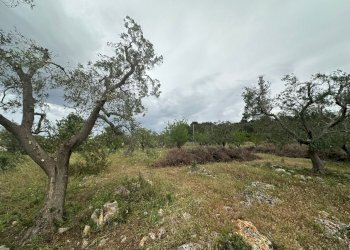 WhatsApp Image 2025-05-05 at 17.36.07 (1).jpeg - Casa indipendente Contrada San Giovanni, Ostuni - foto 5