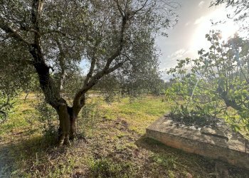 WhatsApp Image 2025-04-22 at 12.29.29 PM.jpeg - Villa Strada Provinciale 28, Ostuni - foto 7