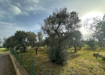 WhatsApp Image 2025-04-22 at 12.29.31 PM (1).jpeg - Villa Strada Provinciale 28, Ostuni - foto 11