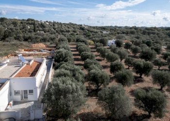 WhatsApp Image 2025-02-11 at 12.50.50 PM.jpeg - Villa Contrada Cervarolo, Ostuni - foto 2