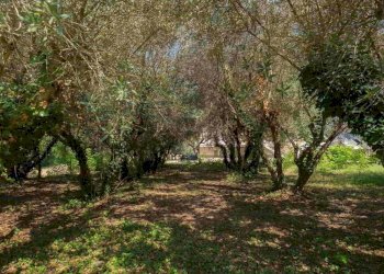 giardino - Villa Monte Porzio - foto 10