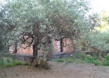 4.jpg - Terreno agricolo Vico Calvagna, Ragalna - foto 4