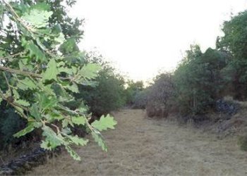 16.jpg - Terreno agricolo Vico Calvagna, Ragalna - foto 16